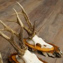 3 Roe Deer Antlers Roe Deer Bucks Antlers on Birch Wood Signs 22.1402