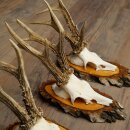 3 Roe Deer Antlers Roe Deer Bucks Antlers on Birch Wood Signs 22.1402
