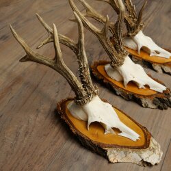 3 Roe Deer Antlers Roe Deer Bucks Antlers on Birch Wood Signs 22.1402