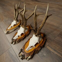 3 Roe Deer Antlers Roe Deer Bucks Antlers on Birch Wood Signs 22.1402