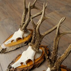 3 Roe Deer Antlers Roe Deer Bucks Antlers on Birch Wood Signs 22.1402