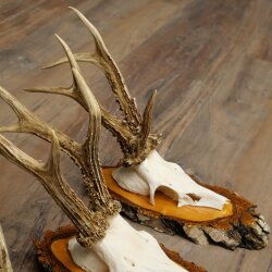 3 Roe Deer Antlers Roe Deer Bucks Antlers on Birch Wood Signs 22.1402