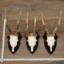 Cuernos de corzo: 3 ejemplares de corzo macho con 2 cuernos de 8 puntas impares; placas de trofeo para cuernos de corzo macho 22.1404