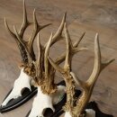 Cuernos de corzo: 3 ejemplares de corzo macho con 2 cuernos de 8 puntas impares; placas de trofeo para cuernos de corzo macho 22.1404