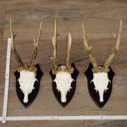 Cuernos de corzo: 3 ejemplares de corzo macho con 2 cuernos de 8 puntas impares; placas de trofeo para cuernos de corzo macho 22.1404