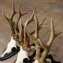 Cuernos de corzo: 3 ejemplares de corzo macho con 2 cuernos de 8 puntas impares; placas de trofeo para cuernos de corzo macho 22.1404