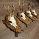 4-piece roebuck antlers, carved trophy plaques 22.1405