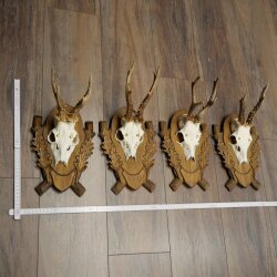 4-piece roebuck antlers, carved trophy plaques 22.1405