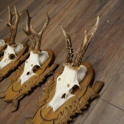 4-piece roebuck antlers, carved trophy plaques 22.1405