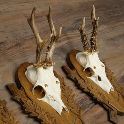 4-piece roebuck antlers, carved trophy plaques 22.1405