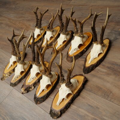 10 Roe Deer Antlers Roe Deer Bucks Antlers on Tree Trunk Slices 22.1406