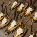 10 Roe Deer Antlers Roe Deer Bucks Antlers on Tree Trunk Slices 22.1406