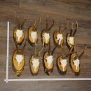 Corna di capriolo, 10 pezzi, caprioli maschi, corna di...