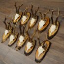 10 Roe Deer Antlers Roe Deer Bucks Antlers on Tree Trunk Slices 22.1406