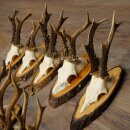 10 Roe Deer Antlers Roe Deer Bucks Antlers on Tree Trunk Slices 22.1406