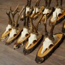 10 Roe Deer Antlers Roe Deer Bucks Antlers on Tree Trunk Slices 22.1406