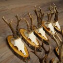 10 Roe Deer Antlers Roe Deer Bucks Antlers on Tree Trunk Slices 22.1406
