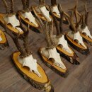 10 Roe Deer Antlers Roe Deer Bucks Antlers on Tree Trunk Slices 22.1406
