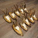 10 Roe Deer Antlers Roe Deer Bucks Antlers on Tree Trunk Slices 22.1406