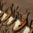 10 Roe Deer Antlers Roe Deer Bucks Antlers on Tree Trunk Slices 22.1406