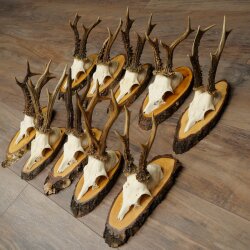 10 Roe Deer Antlers Roe Deer Bucks Antlers on Tree Trunk Slices 22.1406
