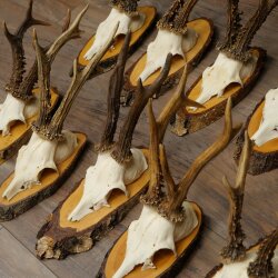 10 Roe Deer Antlers Roe Deer Bucks Antlers on Tree Trunk Slices 22.1406