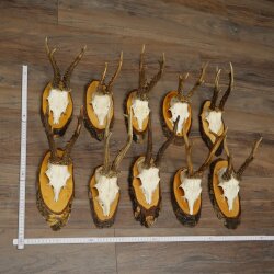 10 Roe Deer Antlers Roe Deer Bucks Antlers on Tree Trunk Slices 22.1406