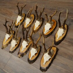 10 Roe Deer Antlers Roe Deer Bucks Antlers on Tree Trunk Slices 22.1406