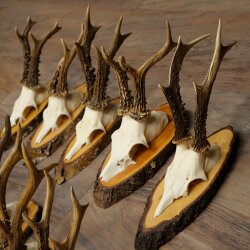 10 Roe Deer Antlers Roe Deer Bucks Antlers on Tree Trunk Slices 22.1406