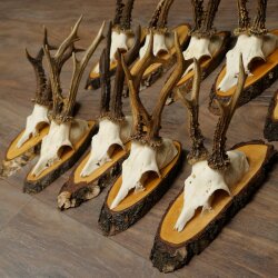 10 Roe Deer Antlers Roe Deer Bucks Antlers on Tree Trunk Slices 22.1406