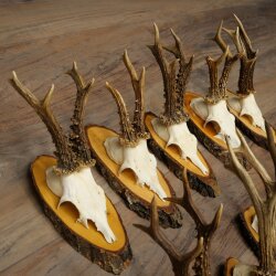 10 Roe Deer Antlers Roe Deer Bucks Antlers on Tree Trunk Slices 22.1406