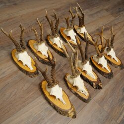 10 Roe Deer Antlers Roe Deer Bucks Antlers on Tree Trunk Slices 22.1406