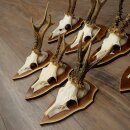 7 stuks reebokkengeweien Reebokkengeweien op trofeeborden 22.1407