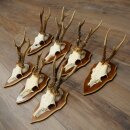 7 stuks reebokkengeweien Reebokkengeweien op trofeeborden 22.1407