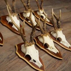 7 stuks reebokkengeweien Reebokkengeweien op trofeeborden 22.1407