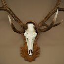 Rothirschgeweih ungerader 14 ender Hirsch Höhe 132 cm Hirschgeweih Geweih auf geschnitztem Trophäenschild
