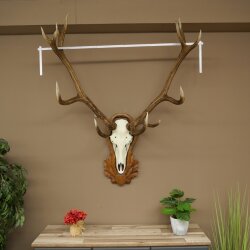 Rothirschgeweih ungerader 14 ender Hirsch Höhe 132 cm Hirschgeweih Geweih auf geschnitztem Trophäenschild