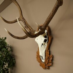 Rothirschgeweih ungerader 14 ender Hirsch Höhe 132 cm Hirschgeweih Geweih auf geschnitztem Trophäenschild