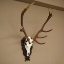 Corna di cervo rosso, 12 punte, altezza 100 cm, corna di cervo montate su un supporto intagliato