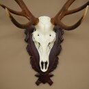 Corna di cervo rosso, 12 punte, altezza 100 cm, corna di cervo montate su un supporto intagliato