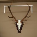 Corna di cervo rosso, 12 punte, altezza 100 cm, corna di cervo montate su un supporto intagliato