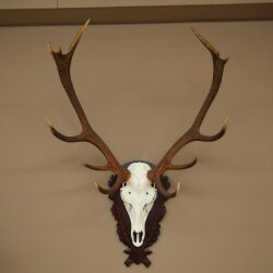 Corna di cervo rosso, 12 punte, altezza 100 cm, corna di cervo montate su un supporto intagliato