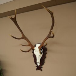 Corna di cervo rosso, 12 punte, altezza 100 cm, corna di cervo montate su un supporto intagliato