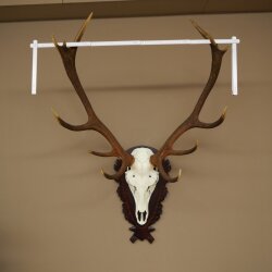 Corna di cervo rosso, 12 punte, altezza 100 cm, corna di cervo montate su un supporto intagliato