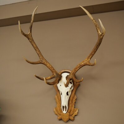 Red deer antlers, 10-point stag, height 111 cm, antlers mounted on a carved trophy shield
