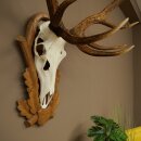 Red deer antlers, 10-point stag, height 111 cm, antlers mounted on a carved trophy shield