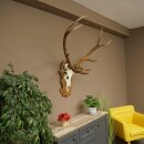 Red deer antlers, 10-point stag, height 111 cm, antlers mounted on a carved trophy shield