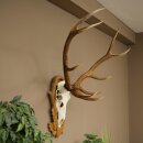 Red deer antlers, 10-point stag, height 111 cm, antlers mounted on a carved trophy shield
