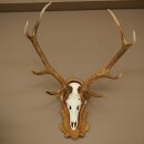 Red deer antlers, 10-point stag, height 111 cm, antlers mounted on a carved trophy shield