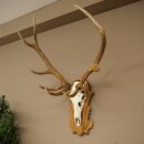 Red deer antlers, 10-point stag, height 111 cm, antlers mounted on a carved trophy shield